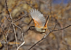 Pseudasthenes steinbachi