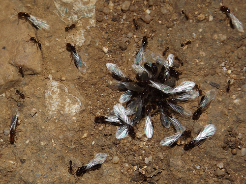 Solenopsis gayi