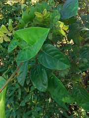 Passiflora alata