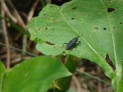 Rhodobaenus