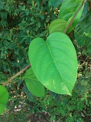 Passiflora alata