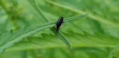 Lucidota atra