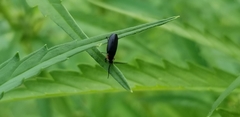 Lucidota atra