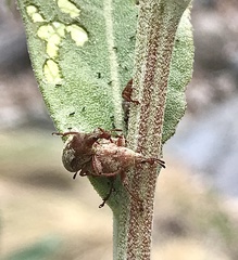 Himatolabus pubescens