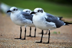 Leucophaeus atricilla