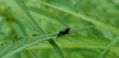 Lucidota atra
