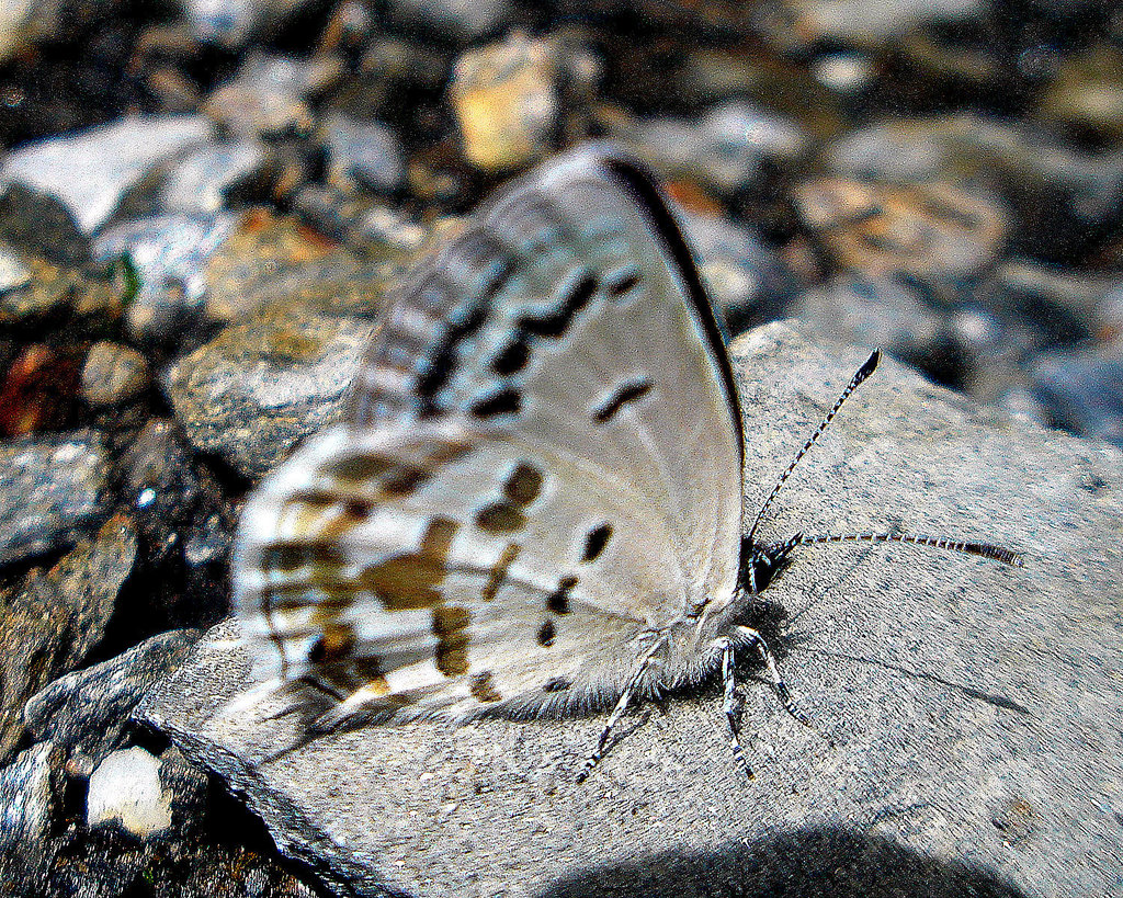 False Tibetan Cupid