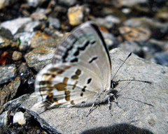 Tongeia pseudozuthus