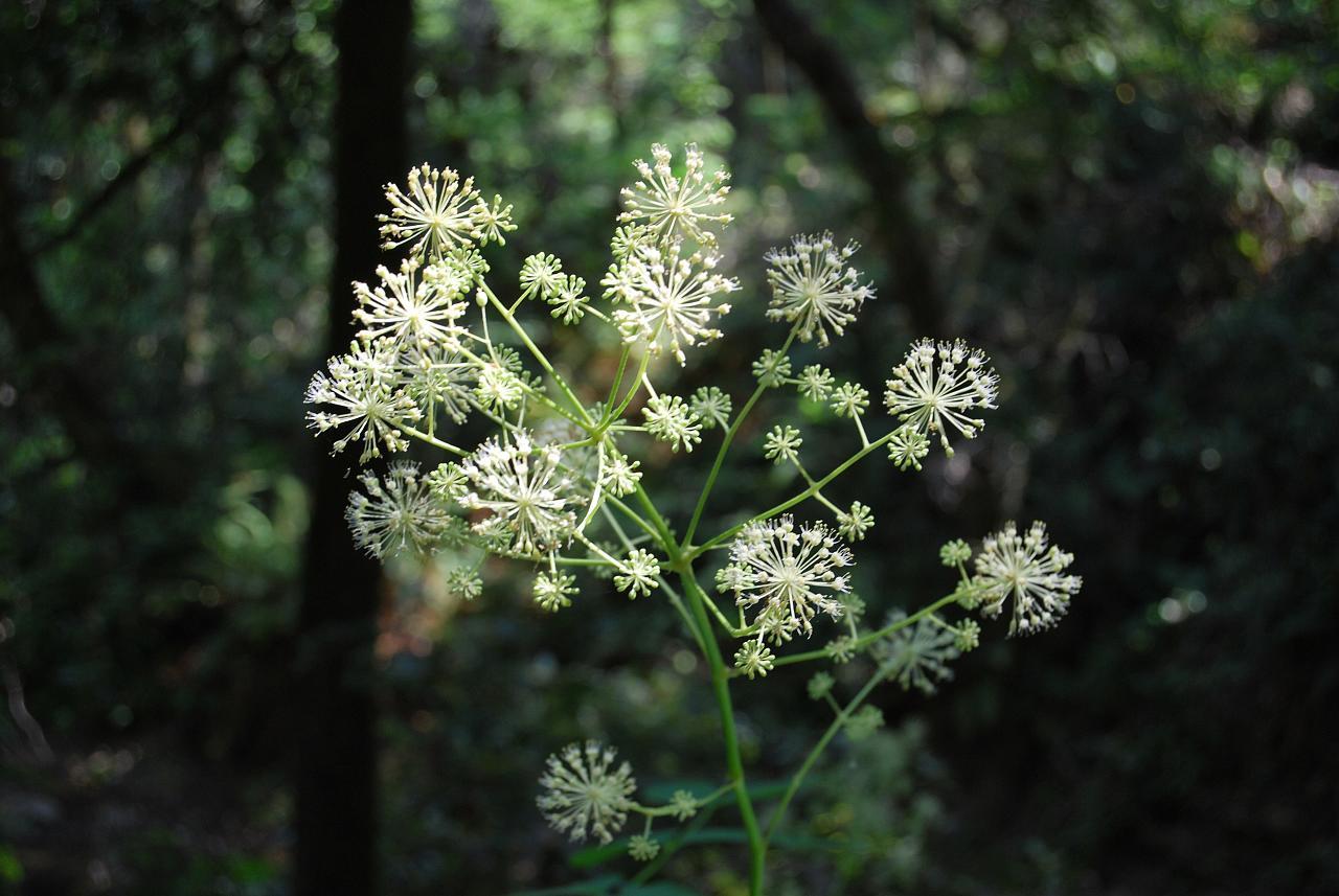 Aralia