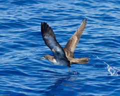 Wedge-Tailed Shearwater photo 4