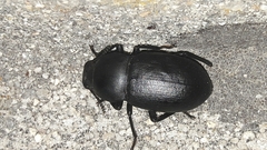 Coelometopus clypeatus