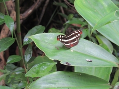 Catonephele mexicana