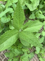 Eupatorium perfoliatum