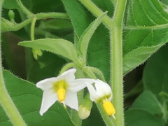 Solanum pruinosum