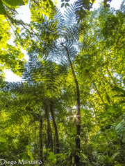 Cyathea divergens