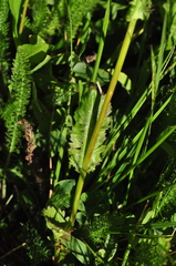 Packera pseudaurea