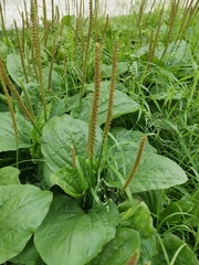 Plantago major