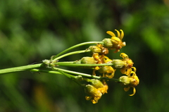 Packera pseudaurea