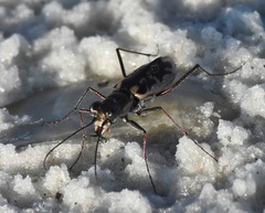 Ellipsoptera marginata