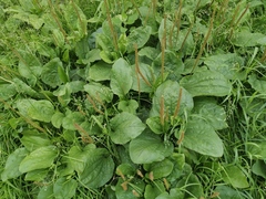Plantago major