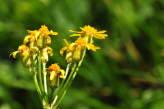 Packera pseudaurea