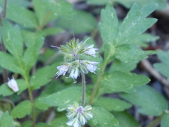 Hydrophyllum occidentale