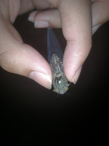 Priest Cicada
