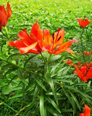 Lilium pensylvanicum