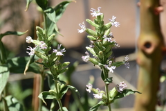 Silene scouleri scouleri