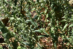 Silene scouleri scouleri