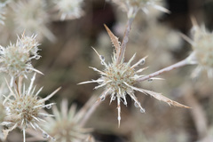 Eryngium petiolatum