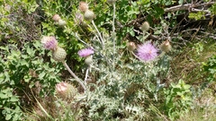 Cirsium undulatum