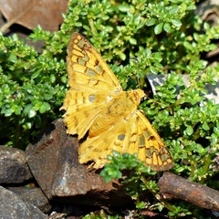 Myscelus amystis epigona