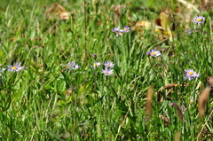 Symphyotrichum spathulatum