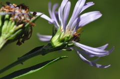 Symphyotrichum spathulatum