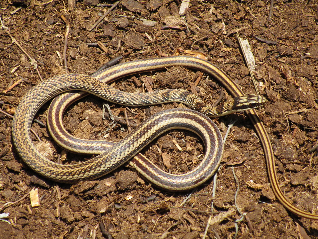 Mexican Patchnose Snake