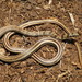 Mexican Patchnose Snake - Photo (c) Ernesto Raya, some rights reserved (CC BY-NC), uploaded by Ernesto Raya