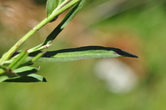Symphyotrichum spathulatum