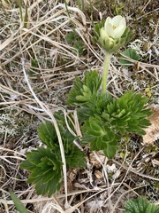Anemonastrum villosissimum