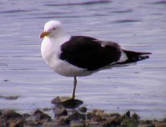 Larus dominicanus