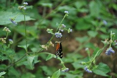 Mechanitis polymnia isthmia