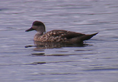 Lophonetta specularioides