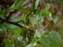 Catoptria combinella