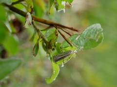 Catoptria combinella