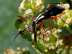 Teleorhinus cyaneus