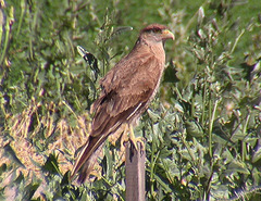 Daptrius chimango chimango