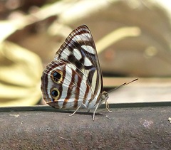 Dynamine postverta postverta