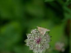 Udea alpinalis