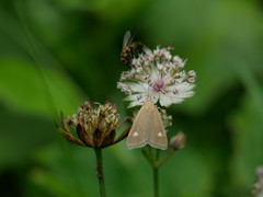 Udea alpinalis