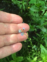 Myosotis laxa